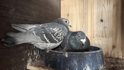 鸽子拉稀有哪几种症状，怎么治疗