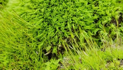 野外的苔藓挖回家怎么养