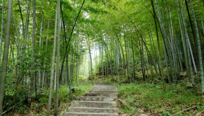 农村的春笋长出来了，怎么寻找春笋，怎么挖，怎么吃，教程来了