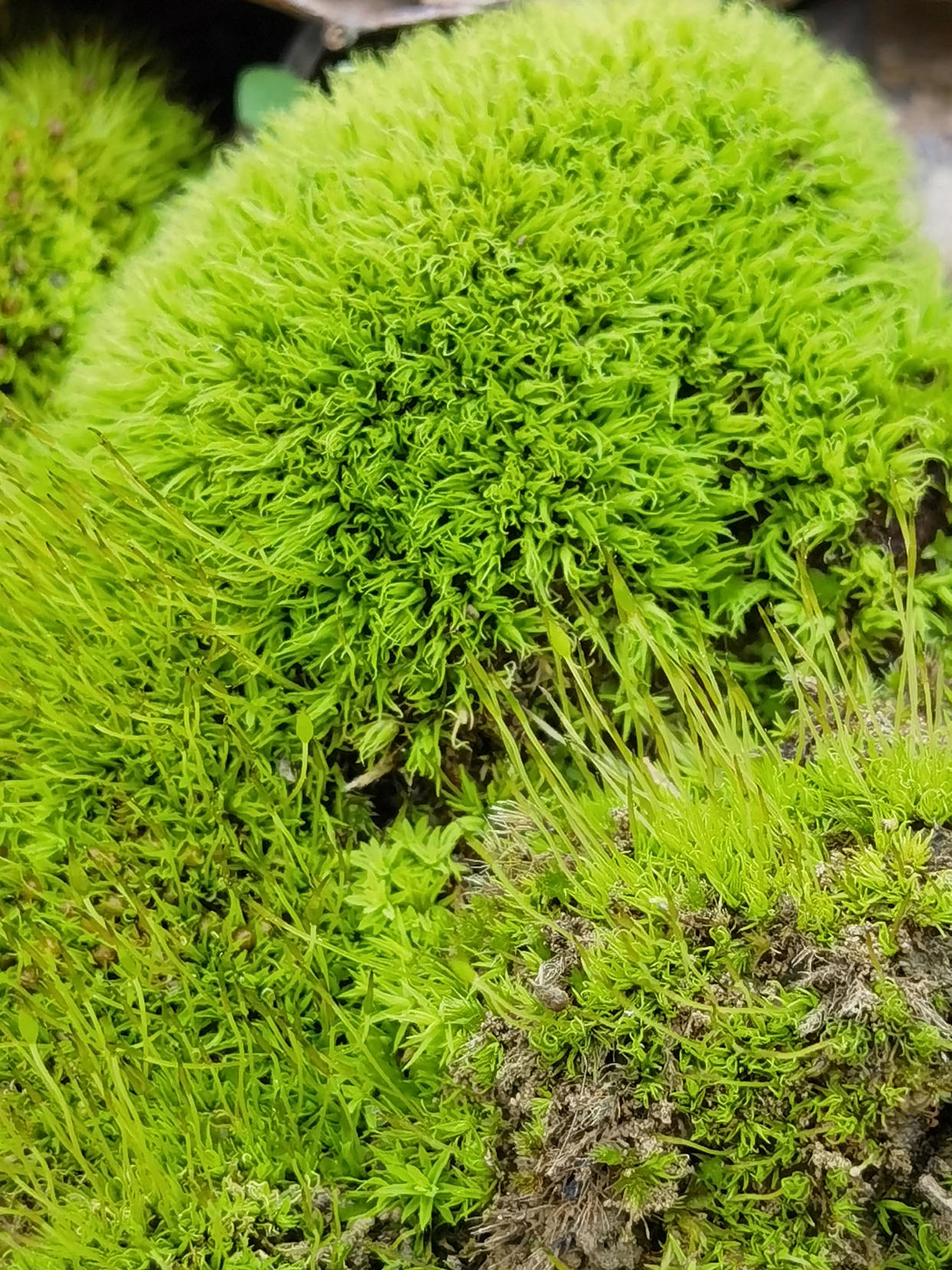 野外的苔藓挖回家怎么养