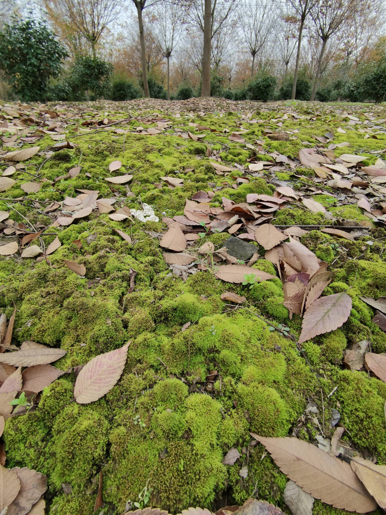 野外的苔藓挖回家怎么养