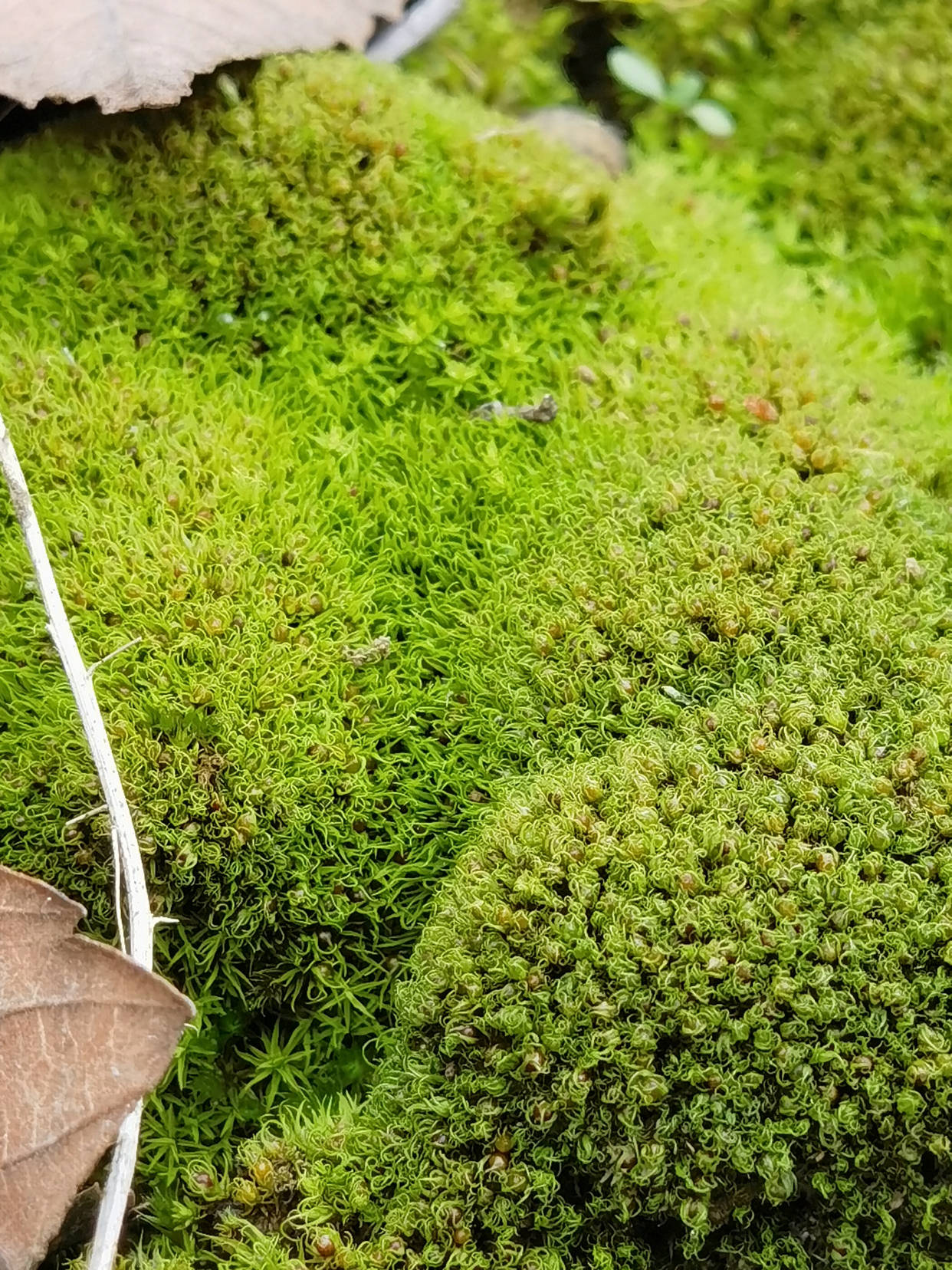 野外的苔藓挖回家怎么养