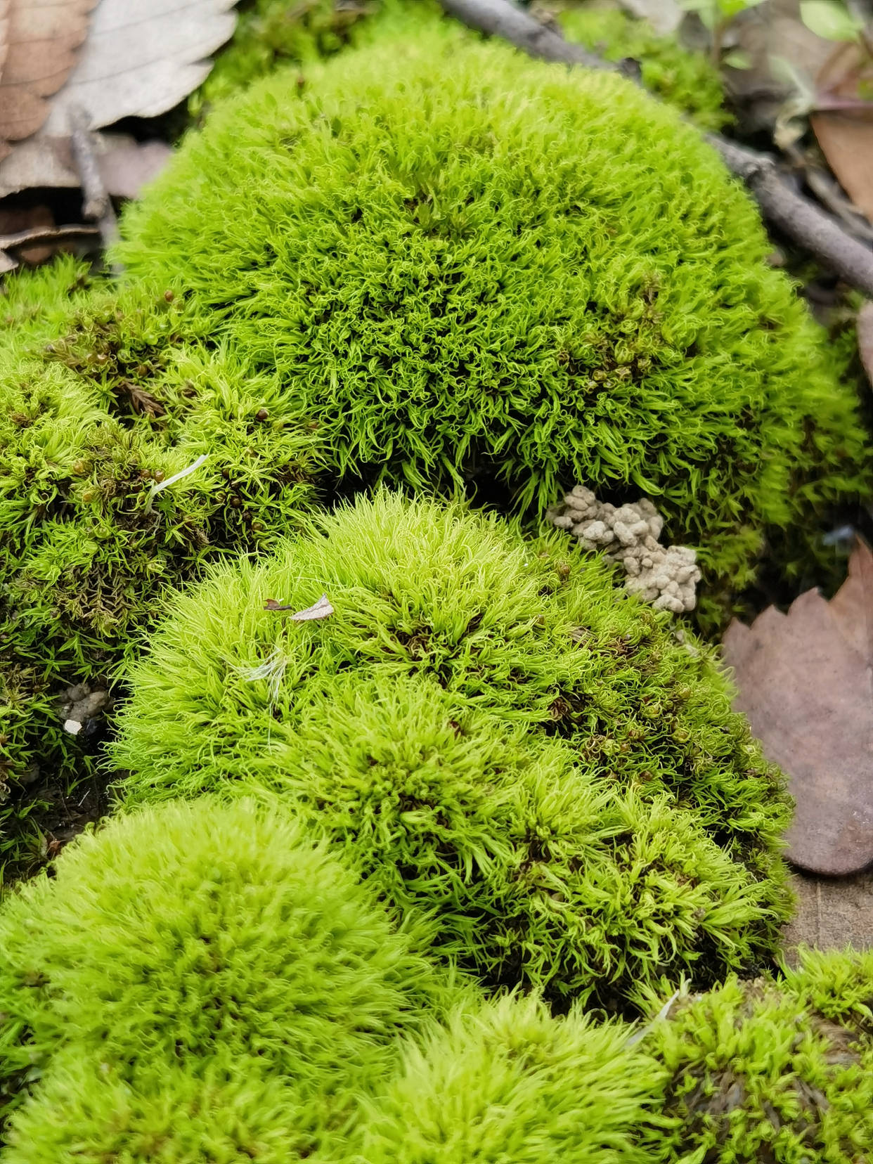 野外的苔藓挖回家怎么养