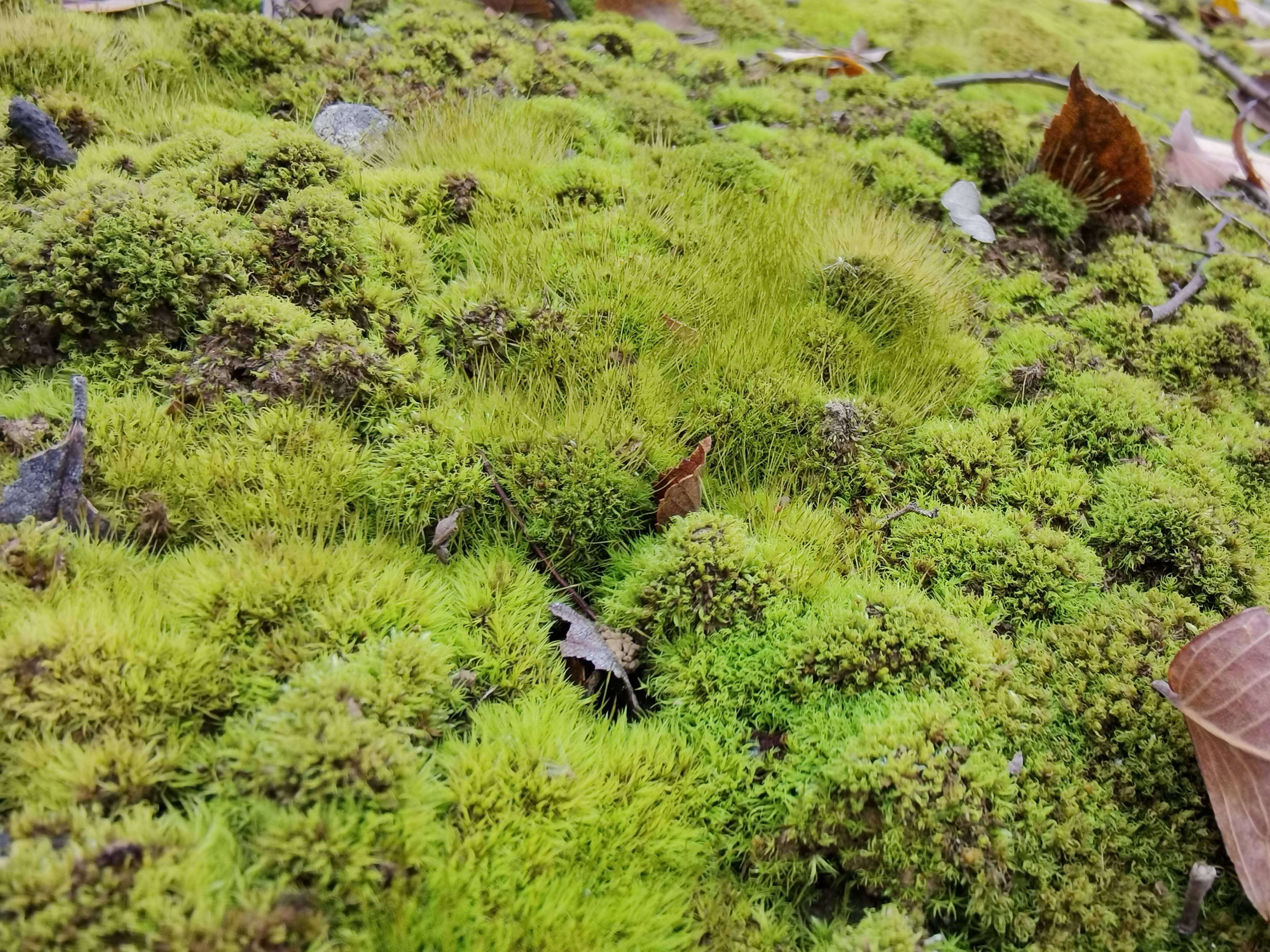野外的苔藓挖回家怎么养