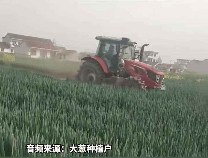 最低1-2毛！启东大葱价格暴跌，葱农全部打地里，一亩田大数据：后续价格难以回升